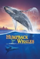 Gledaj Humpback Whales Online sa Prevodom